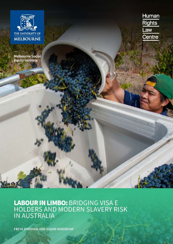 Report Cover – Labour in Limbo: Bridging Visa E holders and Modern Slavery Risk in Australia – Image: Man pouring grapes into the back of a truck